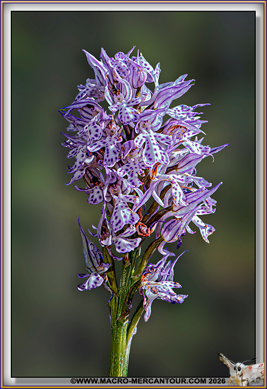 Orchis trident&eacute;
